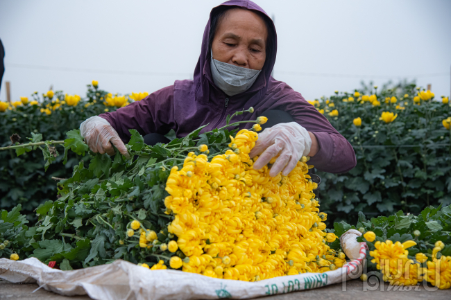 Bà Nguyễn Thị Thu (Tây Tựu, Bắc Từ Liêm) cho biết: Có hơn 2 sào trồng cúc vàng tôi cùng chồng và con gái ra ruộng thu hoạch, người hái hoa, người bó, người chăm hoa từ sáng đến tối mịt tranh thủ những ngày còn lại giáp tết.