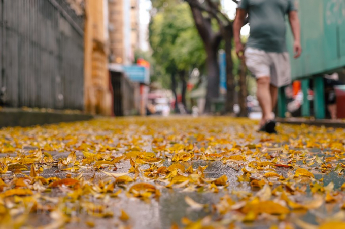 Thảm lá vàng kêu lạo xạo mỗi bước chân qua. Cũng bởi vì vẻ đẹp rất riêng ấy, người ta chưa kịp vội quét đi. (Ảnh: Minh Sơn/Vietnam+)