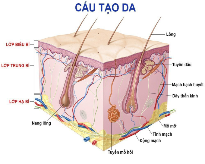 Mỹ phẩm sinh học có khả năng tương tác với rất nhiều lớp cấu trúc da, bằng nhiều cơ chế khác nhau, đem lại hiệu quả phục hồi mà không gây kích ứng hay tổn thương da.