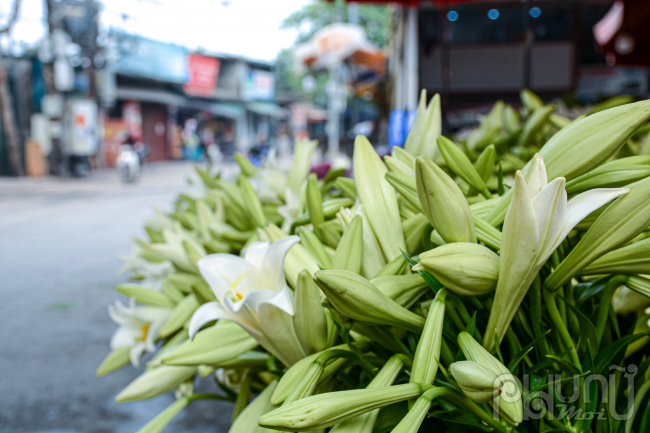 Hoa loa kèn đầu mùa từ vườn ra phố