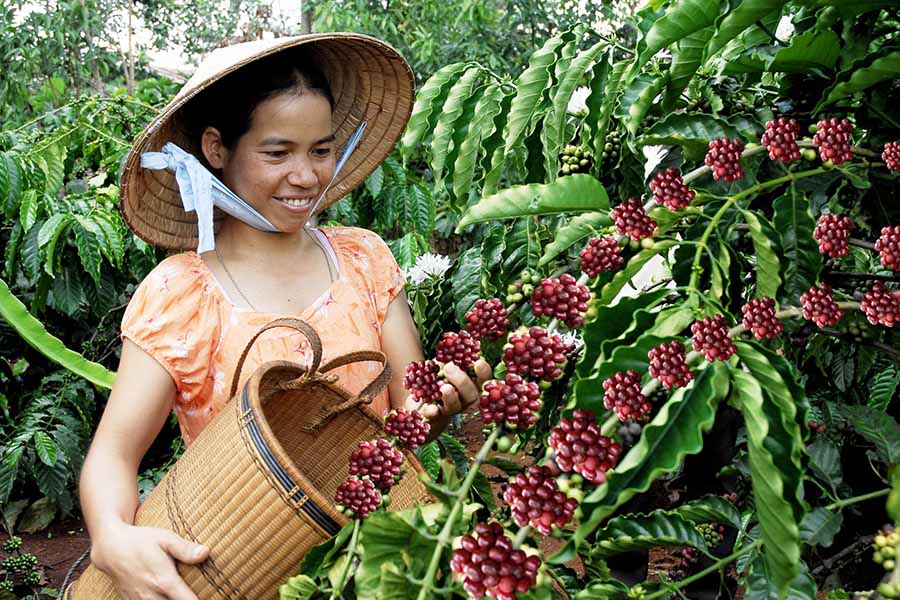 Cà phê Arabica tăng nhẹ sau nhiều phiên đứng giá