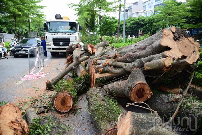 Cây đa hơn 100 năm tuổi gãy nhánh làm giao thông tắc nghẽn