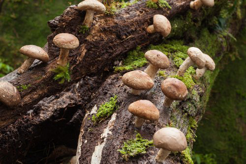 Nấm Shiitake thường mọc trên những thân cây cổ thụ