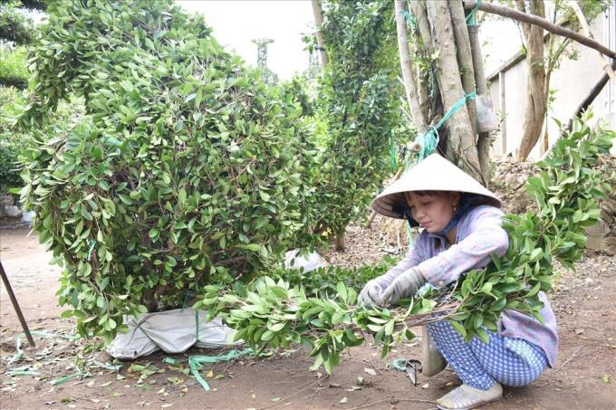 Chuẩn bị nguyên liệu làm kiểng thú tại vườn kiểng Năm Công.