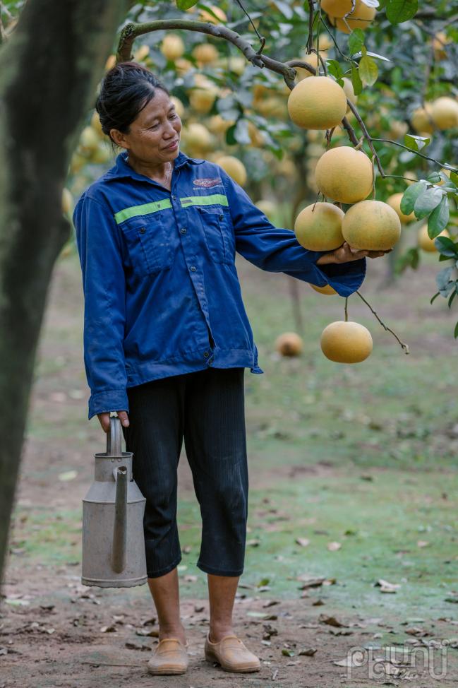 Bưởi Diễn thường trái nhỏ, khi chín có màu vàng đỏ, gốc bưởi càng lâu năm thì tép bưởi càng ngọt. Nếu gốc càng ít tuổi thì trái bưởi ăn sẽ nhạt, không được ngọt đậm.