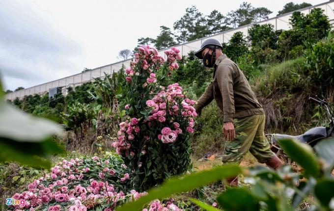           Không riêng gì hoa cúc, các loại hoa được thị trường ưa chuộng như hoa cát tường, hoa hồng nay cũng chung cảnh bị nhổ bỏ, chất đống dọc các con đường ở TP Đà Lạt.          