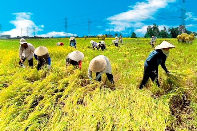   Giá lúa ở Đồng bằng sông Cửu Long tăng cao. (Ảnh minh họa).  