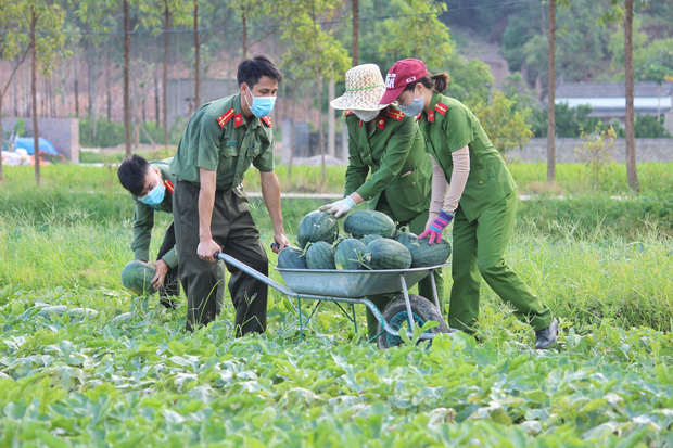 Công an ở Bắc Giang giúp người dân thu hoạch 8,5 tấn dưa 