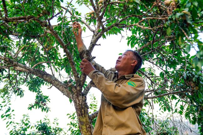 Ông Lý Văn Nam, chủ vườn mận xã Na Hối, huyện Bắc Hà cho biết, hiện nay trên diện tích khoảng 3ha, gia đình ông đang trồng khoảng hơn 80 gốc mận. Mỗi năm, vườn cho thu hoạch từ 5 đến 6 tấn mận tam hoa. Giá mận tại vườn vào thời điểm đầu mùa lên đến 70.000 đồng/kg. Khi vào chính vụ, giá thành sẽ giảm xuống mức 30.000 đến 40.000 đồng/kg.