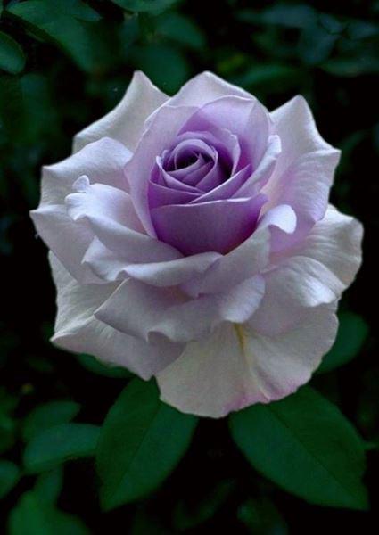 Hồng trắng tím đẹp tượng trưng tình yêu thủy chung tinh khiết