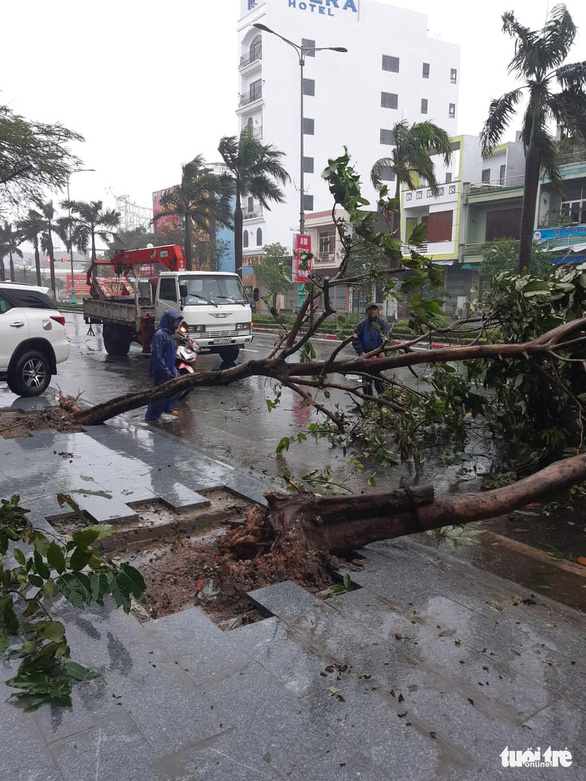   Cây xanh ngã đổ trên đường Hùng Vương (TP Tuy Hòa, Phú Yên) - Ảnh: TRẦN HỮU  