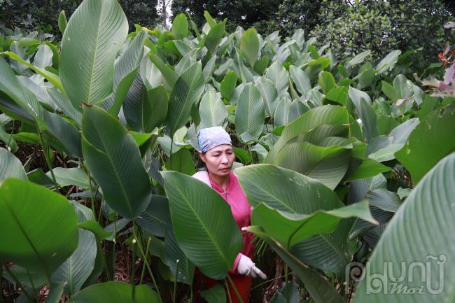 Những ngày này, người dân làng Tràng Cát tất bật thu hoạch lá dong để kịp phục vụ nhu cầu gói bánh chưng dịp Tết.