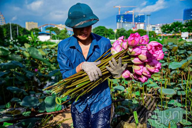 Mỗi bông có giá bán từ 12 đến 15 nghìn đồng, sở dĩ sen Hồ Tây đắt hàng hơn những nơi khác vì giống sen ở đây là sen Bách diệp, có ba lớp cánh to nhỏ xếp vào nhau nhìn rất to, dày và đẹp.