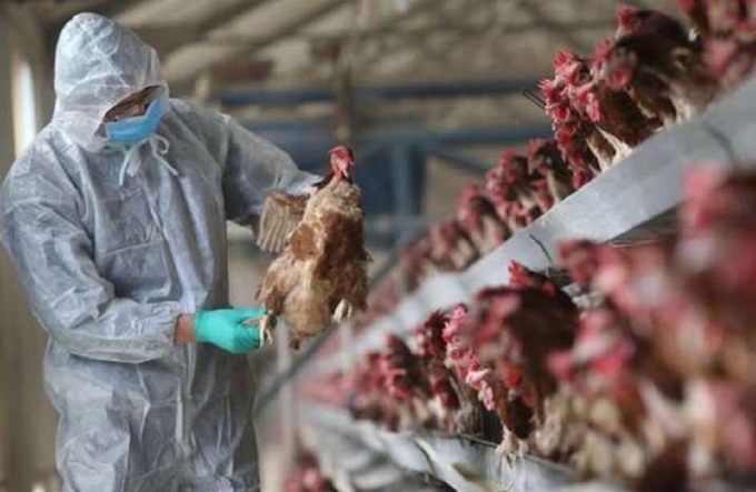 Lần đầu tiên thế giới ghi nhận cúm A H5N8 lây từ gia cầm sang người