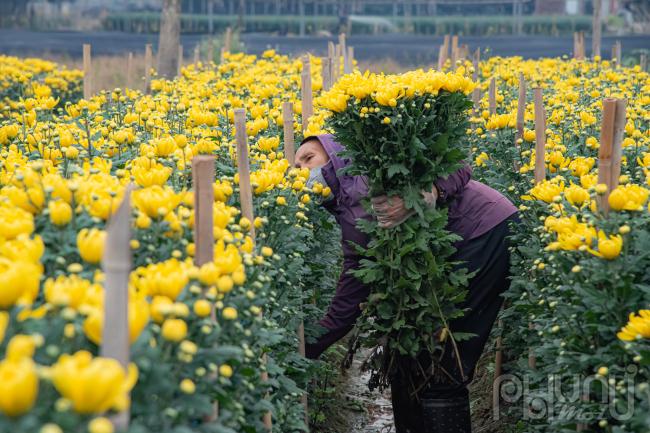 Những ngày này, người dân Tây Tựu đang tất bật thu hoạch hoa để cung cấp cho thị trường thủ đô và các vùng lân cận vào dịp Tết Quý Mão 2023. Hoa cúc và nhiều loại hoa khác càng cận tết các  được giá mang lại niềm vui, phấn khởi cho các chủ vườn tại làng hoa Tây Tựu.