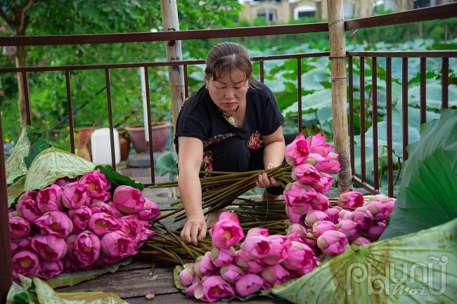 Lựa chọn nhưng bông to, tươi, bỏ cánh dập để ướp trà mới mang lại hương vị thơm