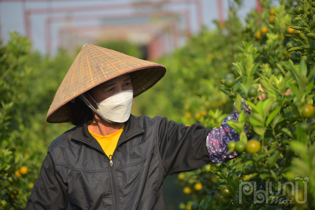 Cũng theo bà Lan: Giá quất năm nay nhỉnh hơn so với năm ngoái. Chậu quất bonsai nhỏ có giá từ 600 - 700 nghìn đồng/cây; to hơn có giá từ 1 triệu trở lên, tuỳ vào độ tuổi, thế, kiểu dáng của cây. Có cây đắt nhất lên tới 30 triệu đồng