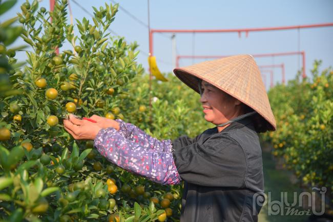 Theo bà Lan (Chủ vườn Chiến Lan, làng Tứ Liên, Tây Hồ) cho biết: Khó khăn, nhất là công đoạn tỉa cành tạo thế cho cây, đòi hỏi người trồng phải có mắt thẩm mỹ thì quất mới được giá, quá trình chăm sóc quất rất vất vả, thường xuyên phải chăm nom, bón bằng phân, tưới phun sương, phun thuốc chống xoăn lá.