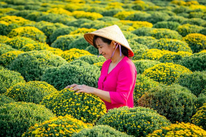 Làng hoa hơn 100 năm Sa Đéc tất bật vào xuân