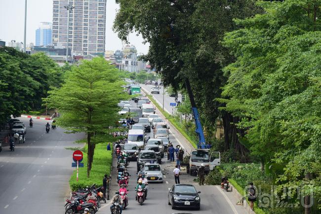 Cây đa hơn 100 năm tuổi gãy nhánh làm giao thông tắc nghẽn