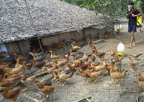 Dịch cúm A/H5N6 đang lây lan tại Bà Rịa-Vũng Tà.