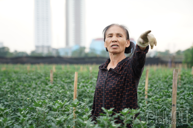 Nhìn những luống hoa tự tay chăm bẵm cả năm trời giờ lại chuẩn bị bỏ không, bà Nguyễn Thị Mùi ở phường Tây Tựu cho biết, trong mấy ngày nay, dù chuẩn bị đầu tháng nhưng hoa cúc dù giá rẻ vẫn không có người mua.