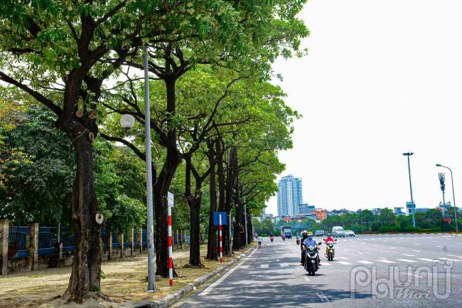 Hoa sữa trồng dọc  đường Lê Quang Đạo và khu vực đối diện sân vận động Mỹ Đình. 