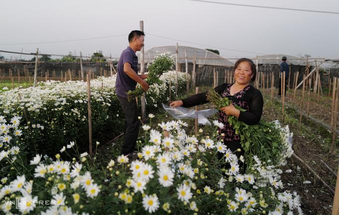 Gia đình anh Nguyễn Anh Tuấn và chị Nguyễn Thị Mai ở cụm 12, phường Tây Tựu, đã thu hoạch 5 luống hoa rộng hơn 2 sào.