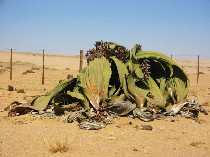 Welwitschia mirabilis hay có biệt danh bạch tuộc sa mạc do hình dạng kỳ dị của những chiếc lá. Loài thực vật này chỉ tồn tại ở sa mạc Namib ở Angola, xuất hiện từ thời kỳ khủng long và có thể sống từ 400 - 1.500 năm.