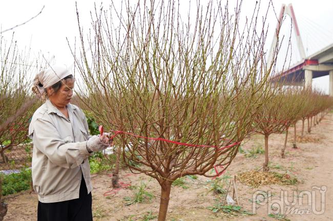 Gia đình bà Nghị cũng vừa nhận được đơn hàng hơn 50 cành với giá 1,2 triệu đồng khi đào đang chuẩn bị công đoạn vào khuôn (tạo hình). Theo bà Nghị, thời gian kéo dài thêm một tháng, cộng với việc thời tiết năm nay ấm hơn mọi năm nên việc đào nở sớm là điều lo lắng của bà và tất cả các chủ vườn đào tại đây. Bà Nghị cho biết: “Hơn 300 gốc đào, cả công chăm sóc, phân bón, thuốc thang vụ này gia đình thu về gần 500 triệu. Bây giờ tạo hình xong chờ đào nở và thương lái đến mua”.