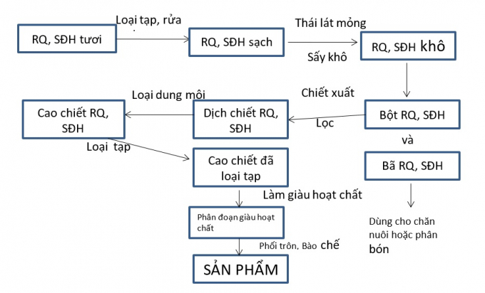 Điều chế thuốc ho thảo dược từ rẻ quạt và sâm đại hành – giải pháp an toàn, hiệu quả cho bệnh lý đường hô hấp