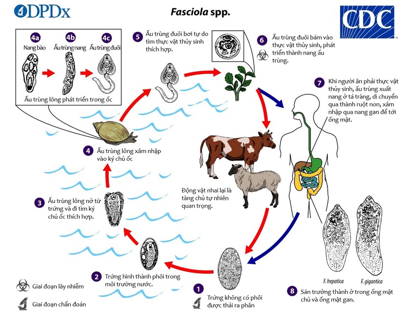 Số bệnh nhân nhập viện do sán lá gan lớn tăng - Ảnh 1.