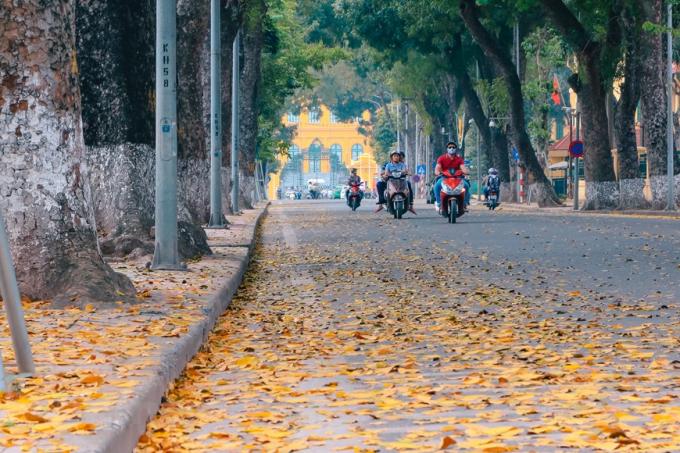   Chẳng cần đi đâu xa, loanh quanh những góc phố nhỏ, lá sấu rụng xuống tạo thành những tấm thảm màu vàng chanh rực rỡ. (Ảnh: Minh Sơn/Vietnam+)  