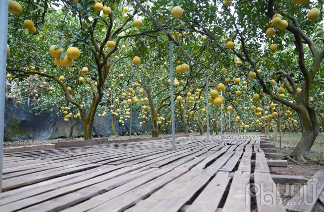 Sàn để bưởi rộng rãi đặt ngay tại vườn thu hoạch tiện lợi