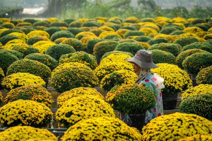 Làng hoa hơn 100 năm Sa Đéc tất bật vào xuân