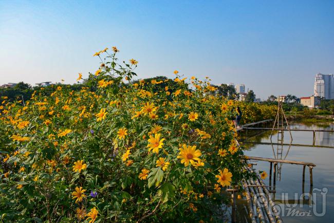  Năm nay, người dân Thủ đô không phải cất công đi xa khoảng 60-70 km lên vườn Quốc gia Ba Vì để chụp ảnh check-in.nữa, thay vào đó là một vườn hoa dã quỳ đang nở khoe sắc ở khu vực Xuân Đỉnh (Hà Nội).