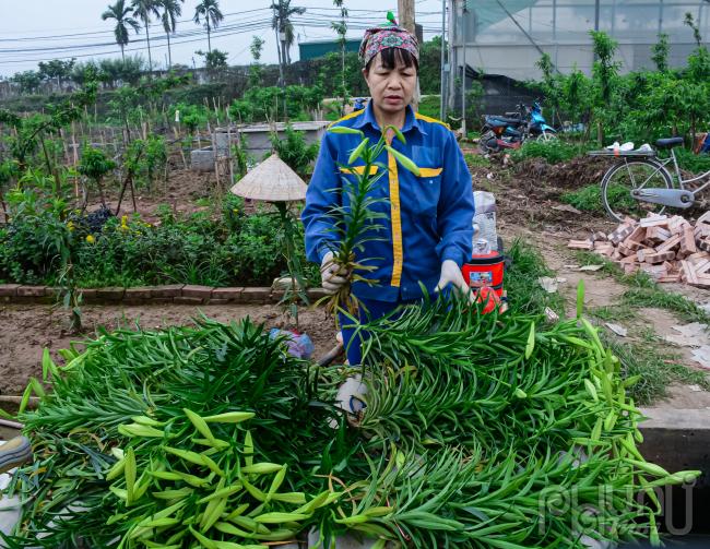 Hoa được phân loại cắt tỉa sắp xếp thành tường bó để kịp bán cho các thương lái bán buôn.