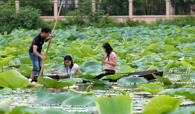 Từ tờ mờ sáng, những người trồng sen đã xuống đầm thu hoạch hoa.