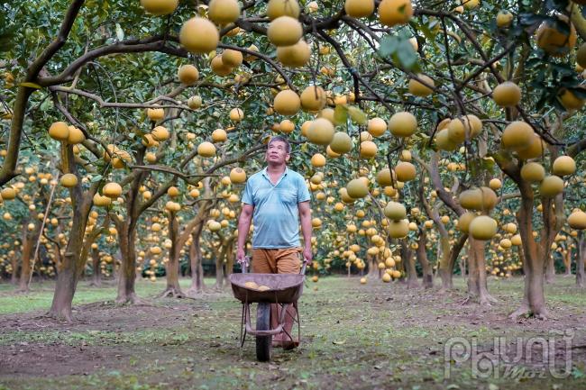 Đến hẹn lại lên, đầu tháng 11 âm lịch hằng năm người dân trồng bưởi tại phường Phú Diễn (Quận Bắc Từ Liêm, TP Hà Nội, nơi được coi là thủ phủ của bưởi Diễn) lại tất bật vào chuẩn bị vụ mùa thu hoạch bưởi phục vụ cho tết Nguyên đán 2024.