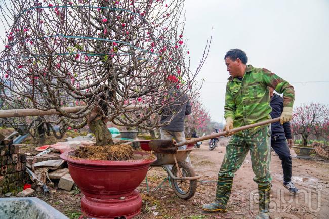 Đào Nhật Tân nở rộ đón tết Nguyên đán 2024