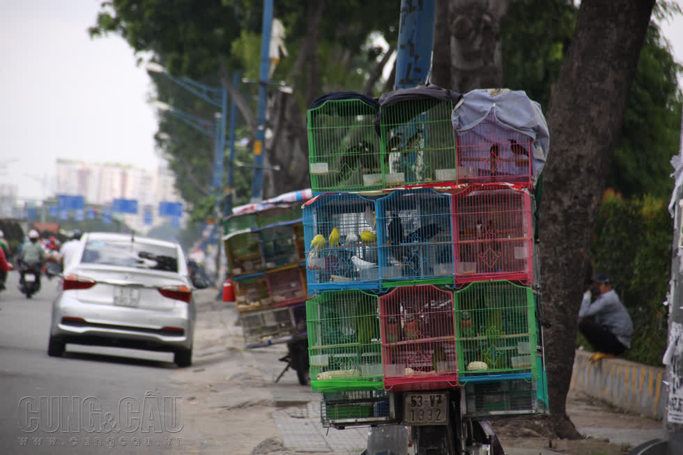 Các loại chim vẫn được mua nhiều nhất trong rằm tháng 7 là chim sẻ và chim quyên, có giá cao hơn so với năm trước từ 3.000-5.000 đồng/con