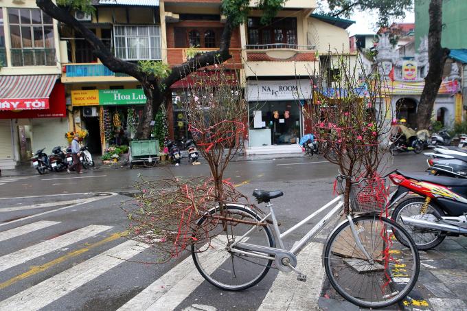   Có những cành đào nhỏ vài chục nghìn cũng có, những cành, gốc to giá vài trăm nghìn không thiếu ở chợ hoa.  