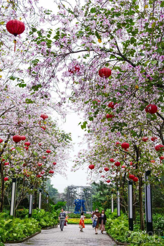 Hoa ban nở rộ cùng đèn lồng tô điểm thêm vẻ đẹp nào lòng.