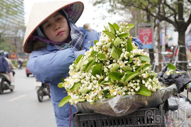  “Đặc trưng của hoa bưởi là mùi hương thanh khiết, xuất hiện thời gian ngắn nên nhiều người tìm mua. Hoa bưởi cũng ít khi ế hàng, mỗi ngày bán được trung bình khoảng 10 kg hoa bưởi. Ngày rằm và mùng 1 là đắt hàng hơn cả. Có khi đến trưa mà đã bán hết sạch hoa rồi”, Chị Hoa cho hay.