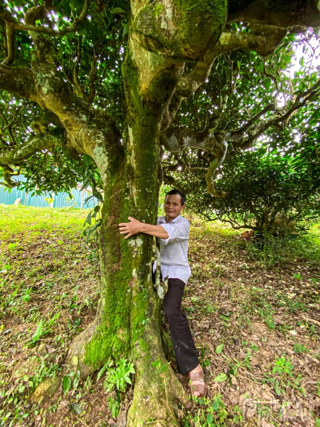 Ông Đặng Văn Háu (59 tuổi), trưởng thôn Xà Phìn, xã Phương Tiến, huyện Vị Xuyên, tỉnh Hà Giang cùng cây chè Shan tuyết cổ thụ hơn 300 năm tuổi