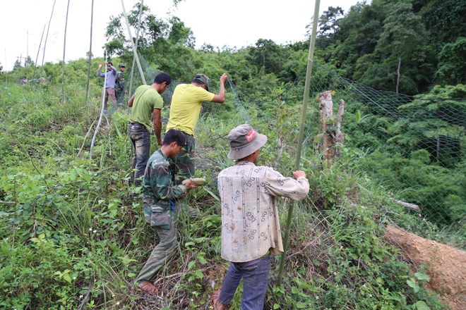 1,2 km lưới đã được chăng tại khu vực voọc xuất hiện. Ảnh: T.H.