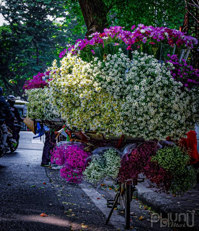 Ngoài cúc hoạ mi còn nhiều loài hoa khác được các tiểu thương bán kèm theo vì vậy những chiếc xe bán hoa thường rất nổi bật thu hút người nhìn, đó cùng là hình ảnh quen thuộc đối với người Hà Nội.