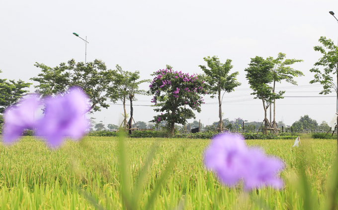 Chùm ảnh: Sắc hoa đầu hè rực rỡ nhuộm khắp phố phường Hà Nội