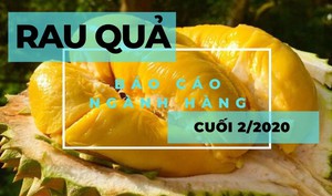 Báo cáo ngành hàng rau quả cuối tháng 2/2020: Xuất khẩu trái cây sang Úc tăng mạnh