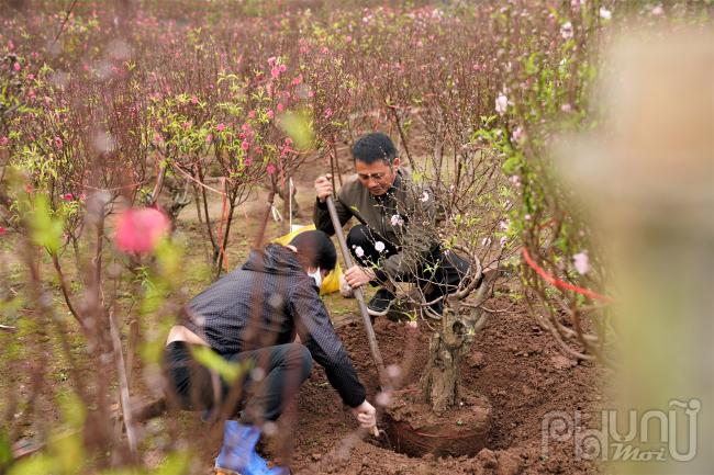 Khách mua đào sớm sẽ được thoải mái lựa chọn những cây đào đẹp phù hợp với túi tiền